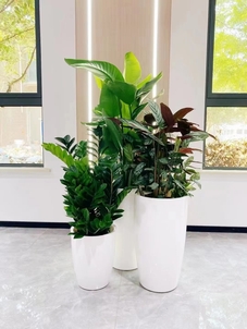 探寻宁波北仑植物租摆方案，让绿植点亮你的世界！