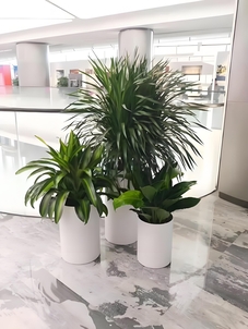 宁波江北专业盆景租摆，满足您的绿植需求